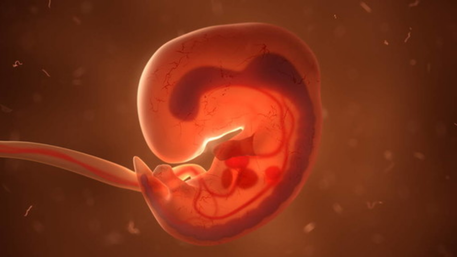 昆明私人找代孕,试管婴儿建议是移植一个还是两个胚胎？求专业的建议_不明原