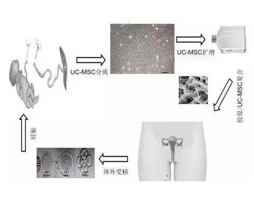 昆明代孕供卵女孩的质量_人工助孕的方法
