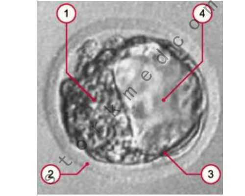 云南单身借卵|广西公立三代试管助孕机构公开