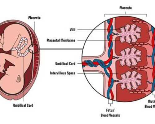 云南代怀孕包成功| 美国试管婴儿移植后肚子疼肿么办?别慌!