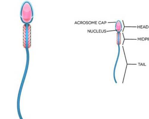 无锡个人捐卵网 无锡妇幼保健院试管婴儿医生评价 ‘3个月彩超怎么看男孩女孩