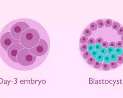 昆明30万聘代孕妈妈生双胞胎,如何把握试管婴儿移植的最佳时期？-试管宝宝过