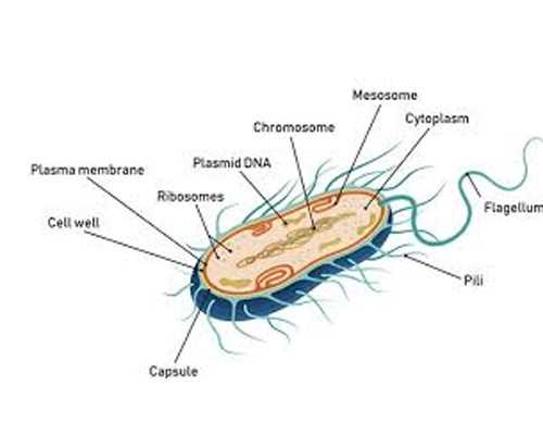 无锡取卵后捐卵 1在无锡试管婴儿做一次多少钱?5万元够吗? ‘孕囊2个数据27×