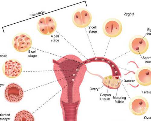 2023年最新甘美医院三代试管包生男孩价格，看这里！