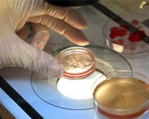 如何培养出一个好看的加菲猫性格?