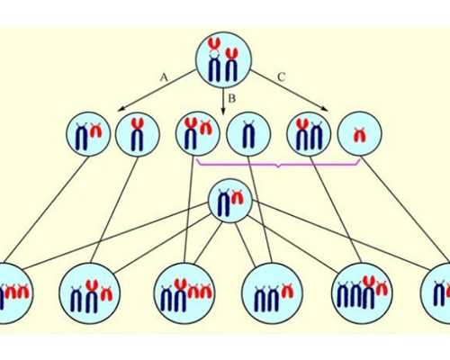 武汉供卵试管费用明细,武汉供卵试管包生男孩费用-欧易-供卵自怀医院