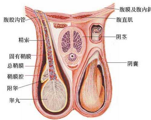 云南同性代生孩子网|达州市中心医院可以做试管吗？在这里做试管婴儿好不